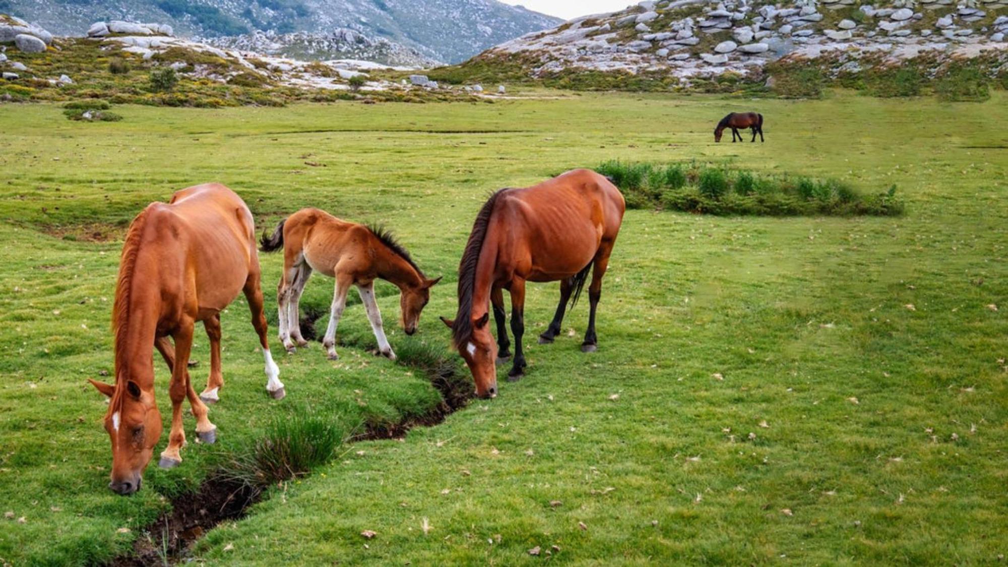 Domaine Le Mouflon D'Or Hotell Zonza Eksteriør bilde