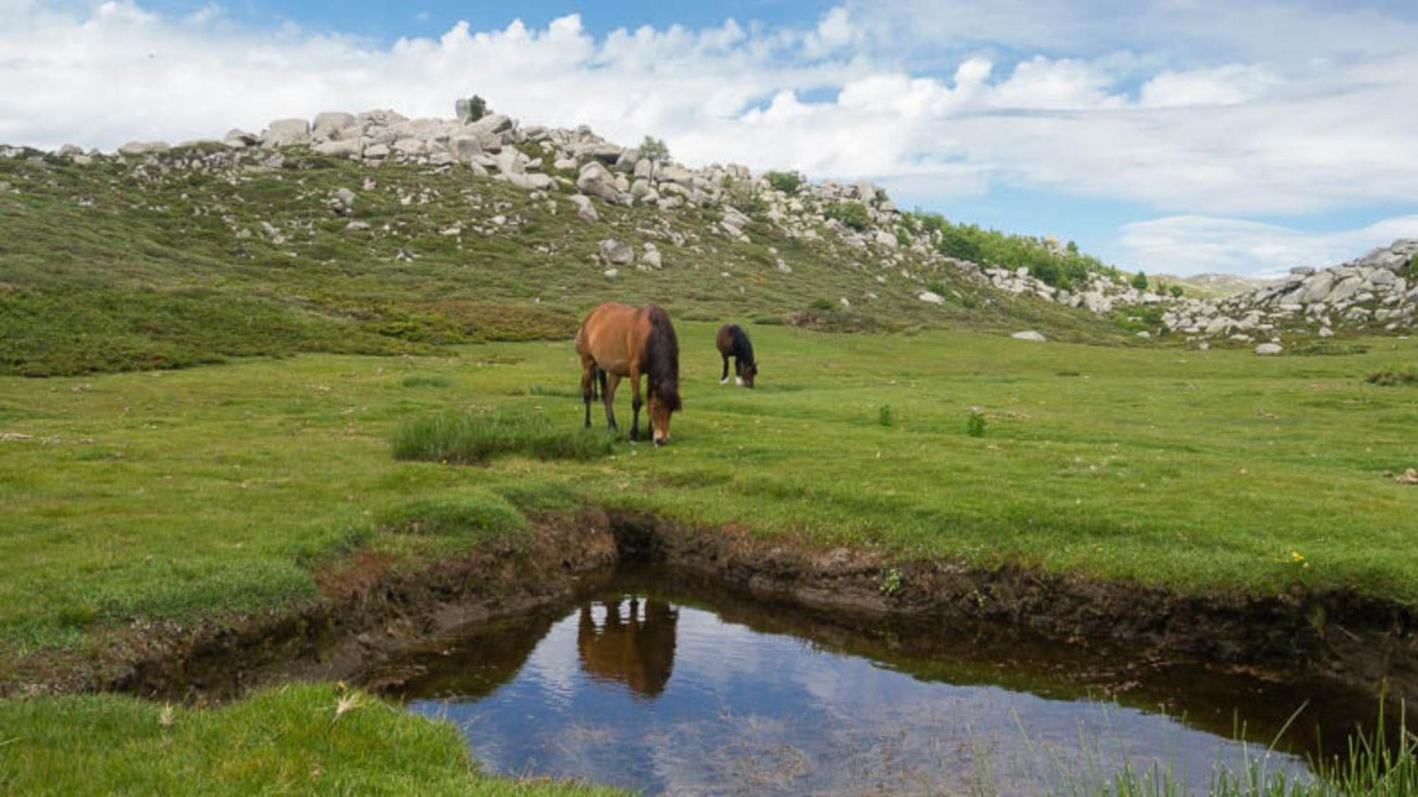 Domaine Le Mouflon D'Or Hotell Zonza Eksteriør bilde
